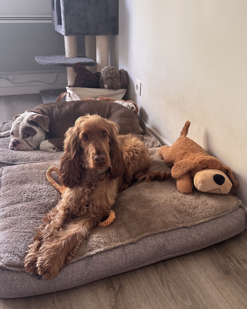 studiolepa-doggystress-03